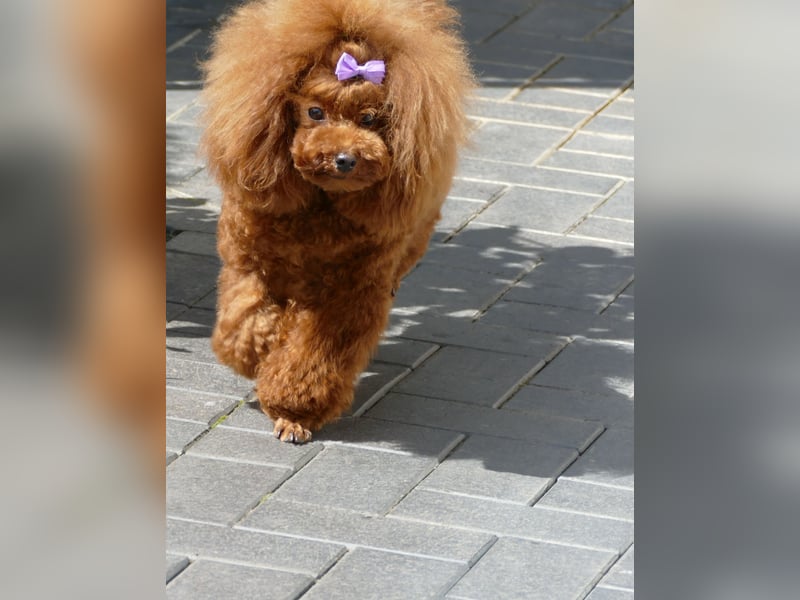 Schöne Toypudel/Zwergpudel Welpen mit Ahnentafel Schöne Toypudel/Zwergpudel Welpen mit Ahnentafel