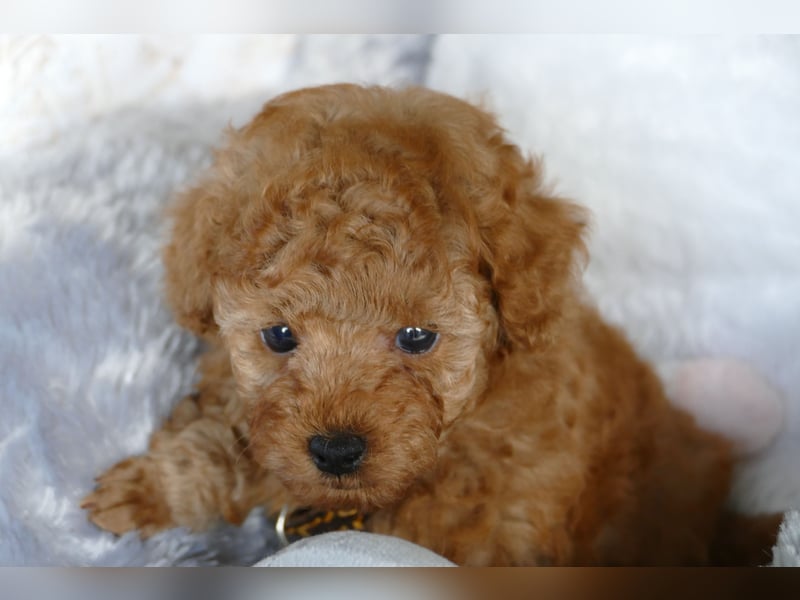 Schöne Toypudel/Zwergpudel Welpen mit Ahnentafel Schöne Toypudel/Zwergpudel Welpen mit Ahnentafel
