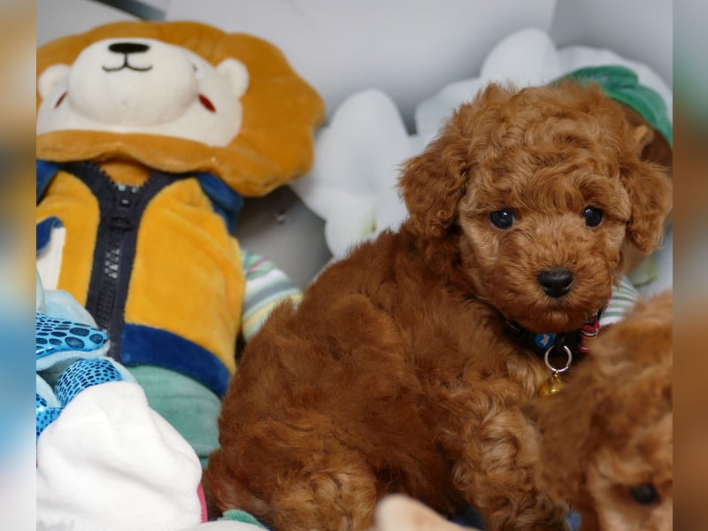 Schöne Toypudel/Zwergpudel Welpen mit Ahnentafel Schöne Toypudel/Zwergpudel Welpen mit Ahnentafel