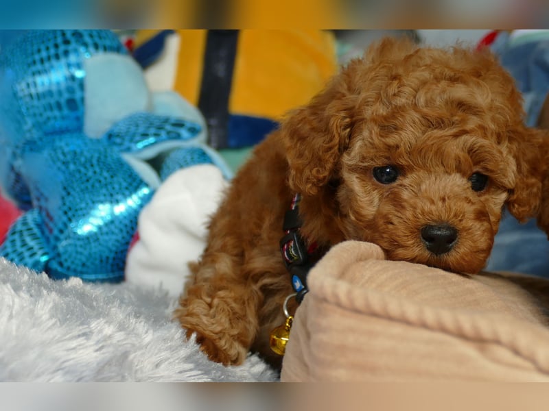Schöne Toypudel/Zwergpudel Welpen mit Ahnentafel Schöne Toypudel/Zwergpudel Welpen mit Ahnentafel