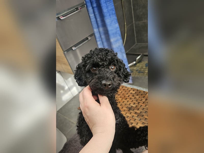 Deckrüde toypudel(erfahrener Deckrüde)