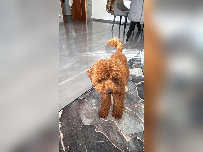 Toypudel