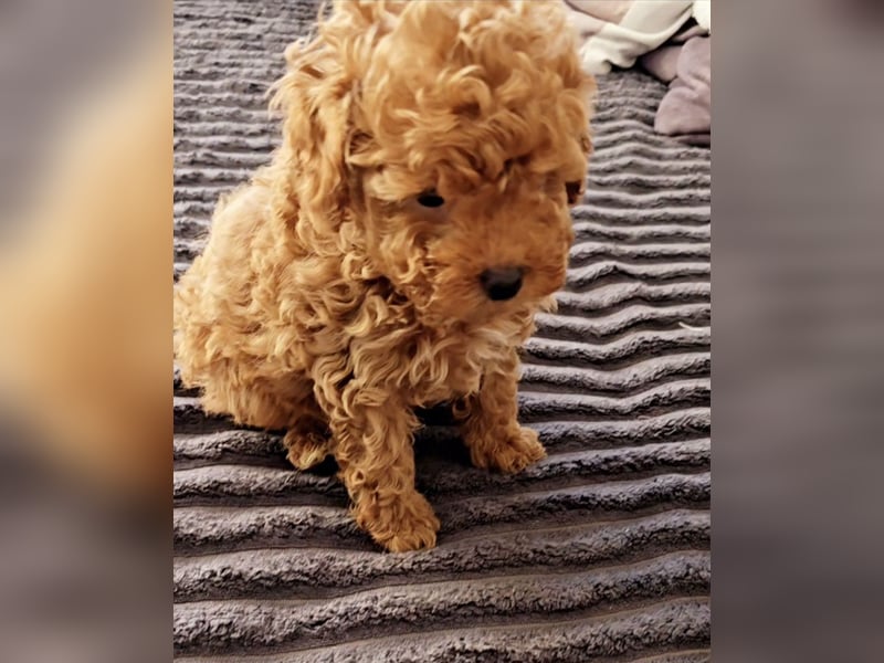 Exquisite Bildschöne Toypudel Madchen AB SOFORT