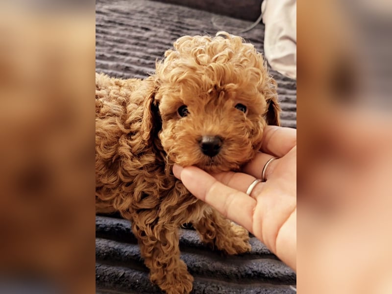 Exquisite Bildschöne Toypudel Madchen AB SOFORT