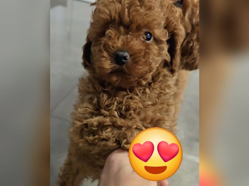 Exquisite Bildschöne Toypudel Madchen AB SOFORT