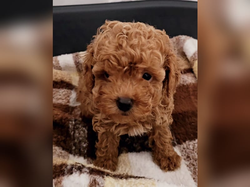 Exquisite Bildschöne Toypudel Madchen AB SOFORT