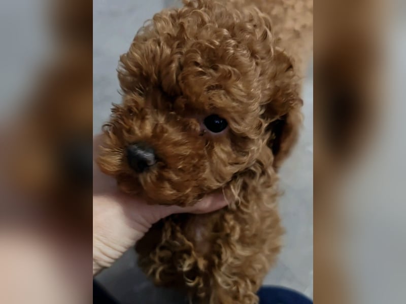 Exquisite Bildschöne Toypudel Madchen AB SOFORT