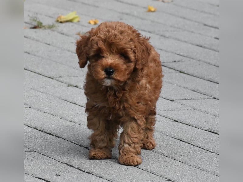 Toy-Pudel Welpen