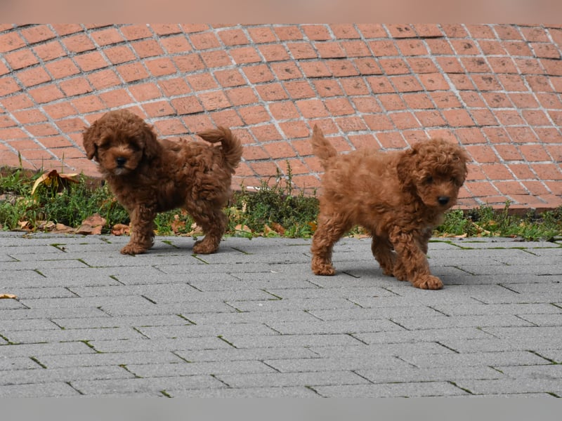 Toy-Pudel Welpen