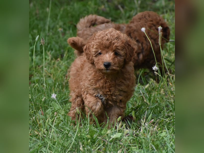Toy-Pudel Welpen