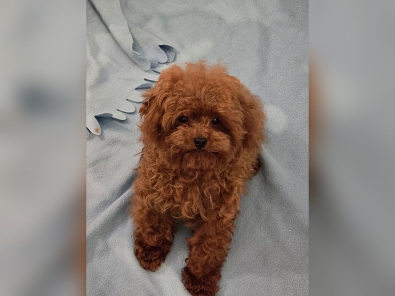 Toypudel Hündin dunkelrot 1 Jahr alt