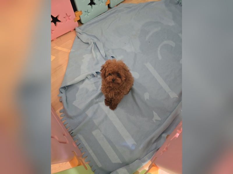 Toypudel Hündin dunkelrot 1 Jahr alt