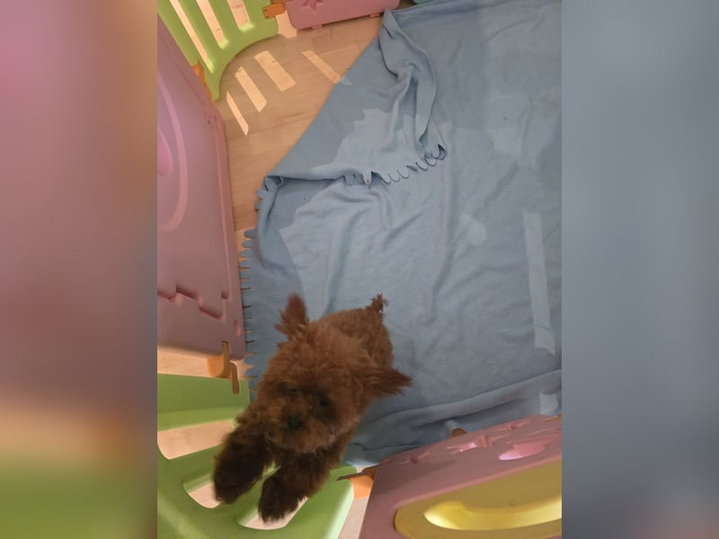 Toypudel Hündin dunkelrot 1 Jahr alt