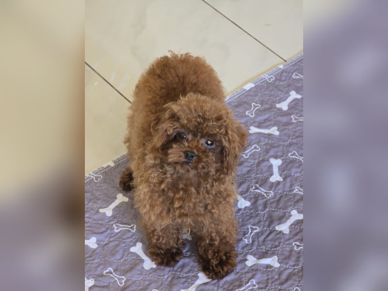 Toypudel Hündin dunkelrot 1 Jahr alt