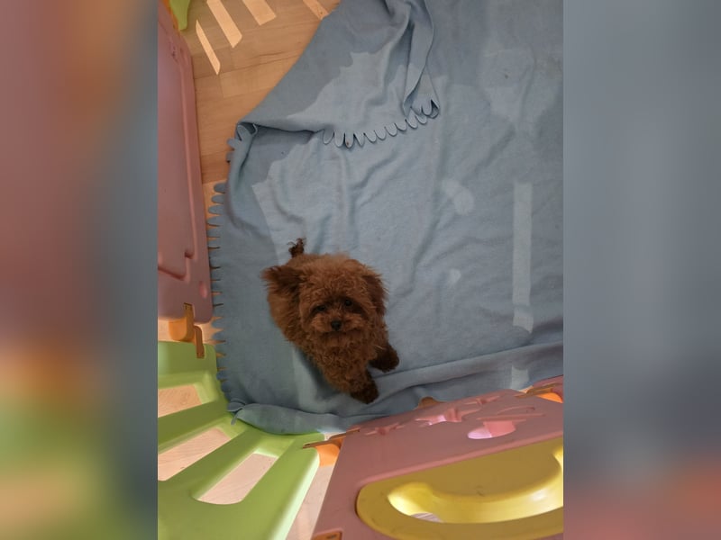 Toypudel Hündin dunkelrot 1 Jahr alt