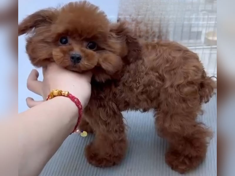 Toypudel Hündin dunkelrot 1 Jahr alt