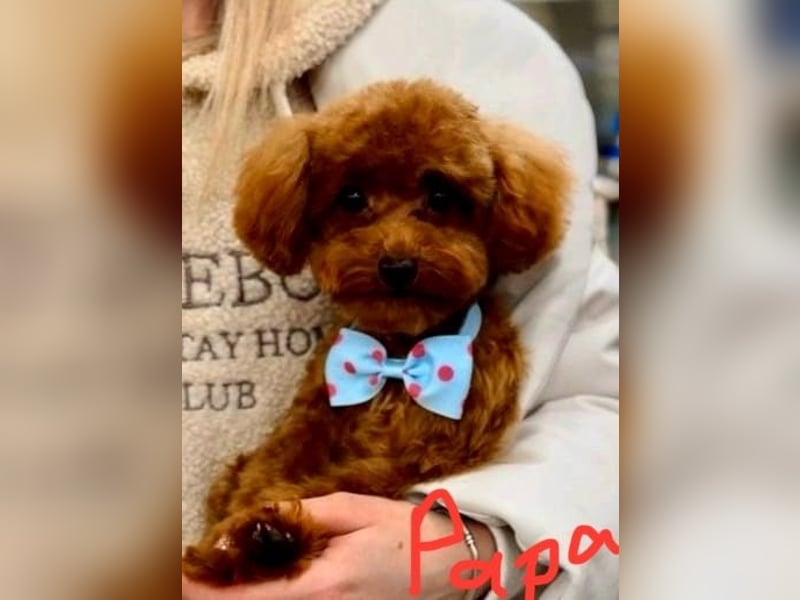 Kleine Toy Pudel rot braun (asiatische Linie)