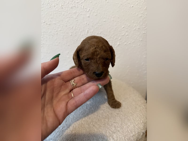 Kleine Toy Pudel rot braun (asiatische Linie)
