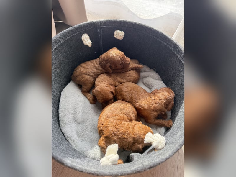 Kleine Toy Pudel rot braun (asiatische Linie)