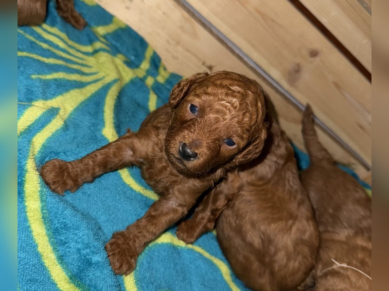 Kleine Toy Pudel rot braun (asiatische Linie)