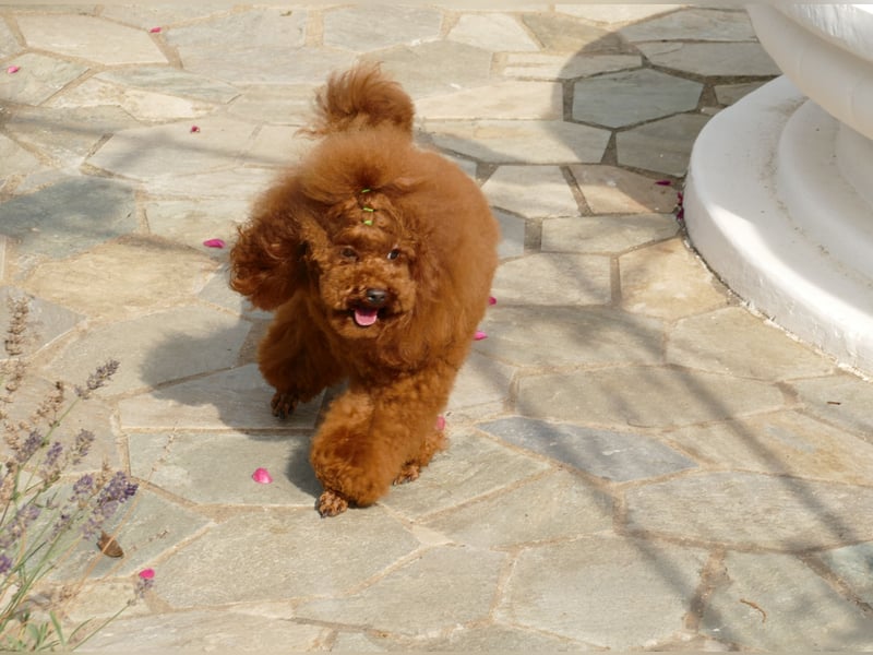 Schöner Toypudel Deckrüde mit Ahnentafel