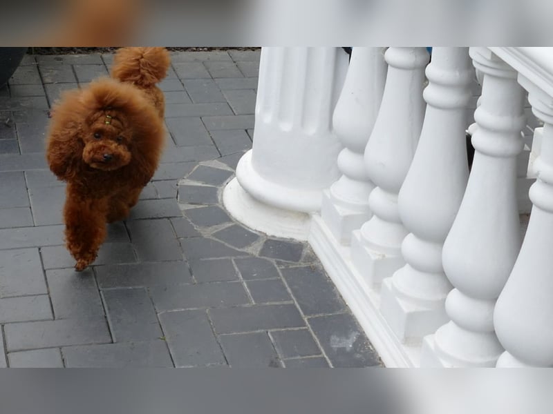 Schöner Toypudel Deckrüde mit Ahnentafel