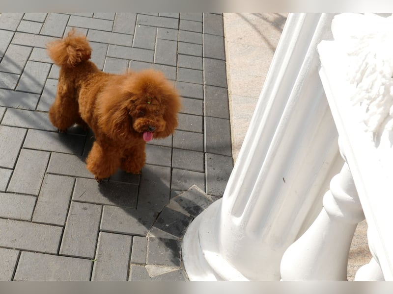 Schöner Toypudel Deckrüde mit Ahnentafel