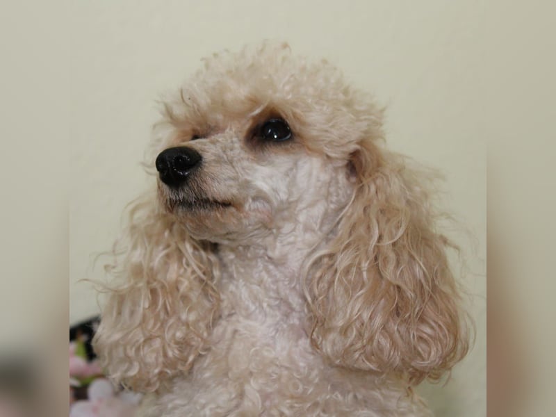 Toypudel