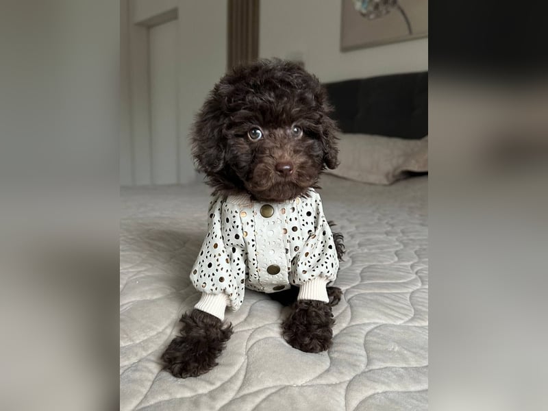 Süße Zwergpudelwelpen