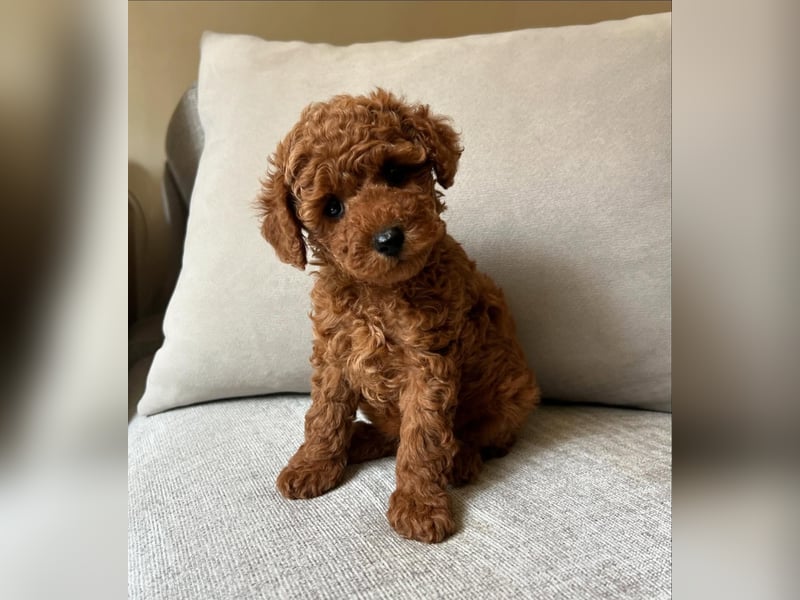 Süße Zwergpudelwelpen