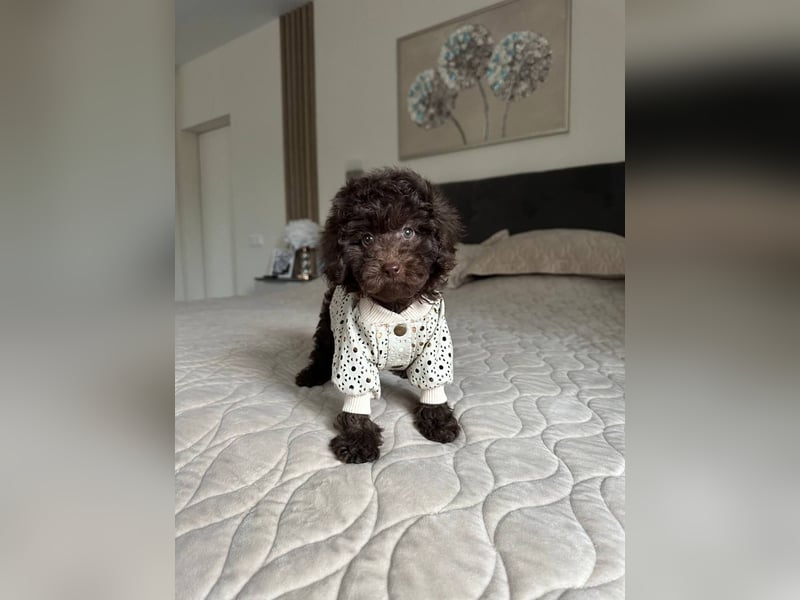 Süße Zwergpudelwelpen