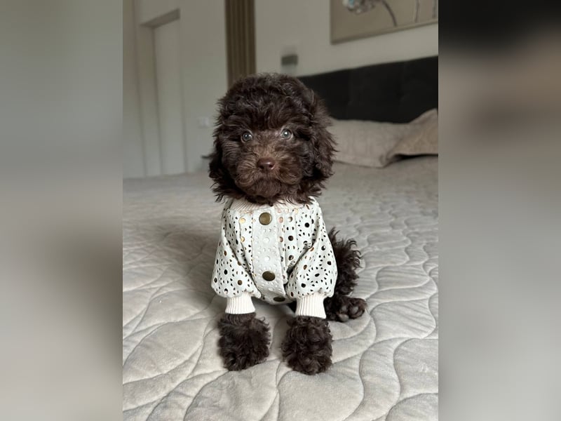 Süße Zwergpudelwelpen