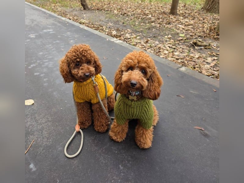 Süße Zwergpudelwelpen