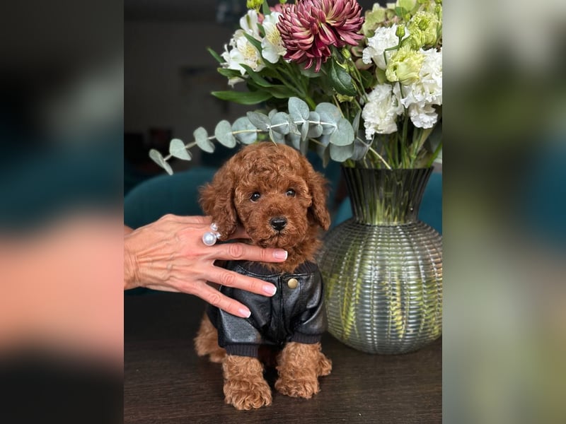 Süße Zwergpudelwelpen