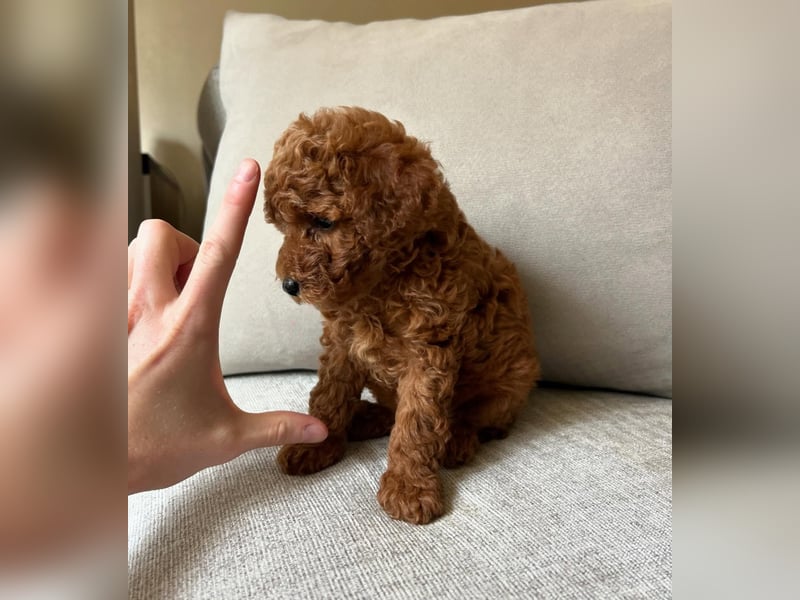 Süße Zwergpudelwelpen