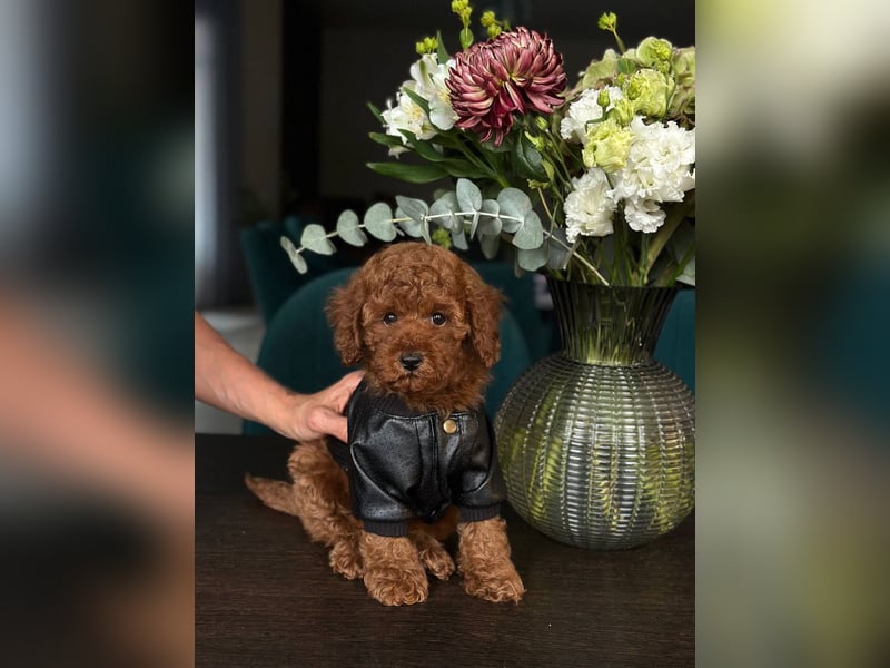 Süße Zwergpudelwelpen