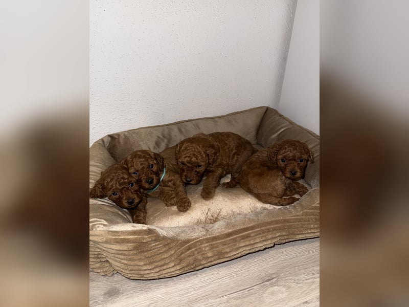 Kleine Toy Pudel rot braun (asiatische Linie)