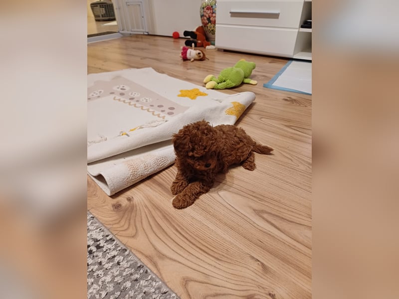 ToyPudel welpe mit Aziatischen linien