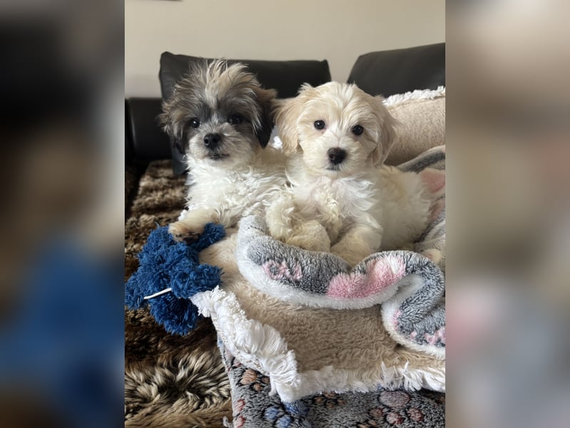 Maltipoo Welpen