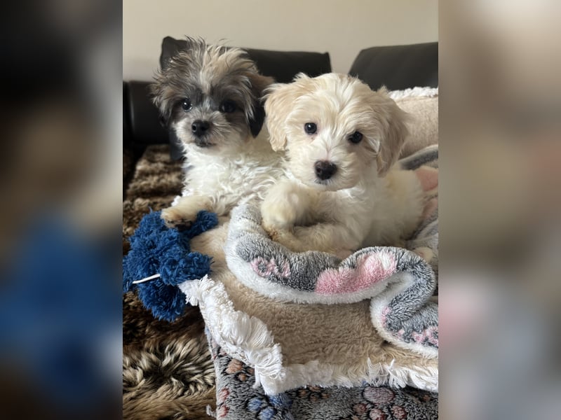 Maltipoo Welpen