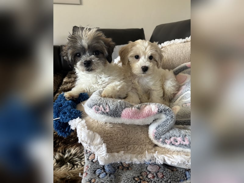 Maltipoo Welpen