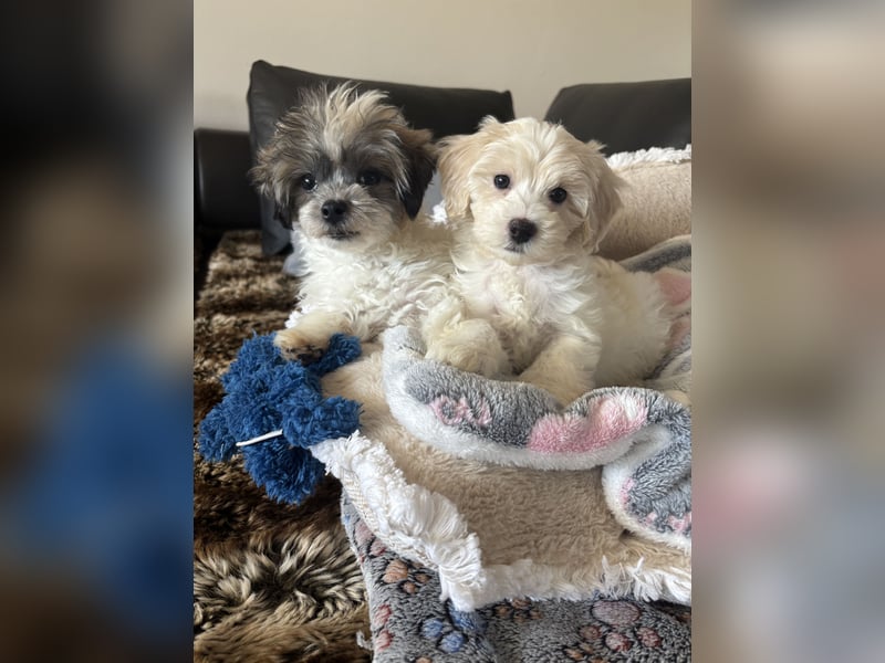 Maltipoo Welpen