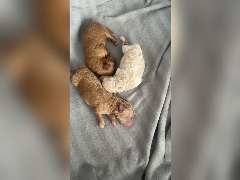 Toypudel Welpen 2 Weibchen