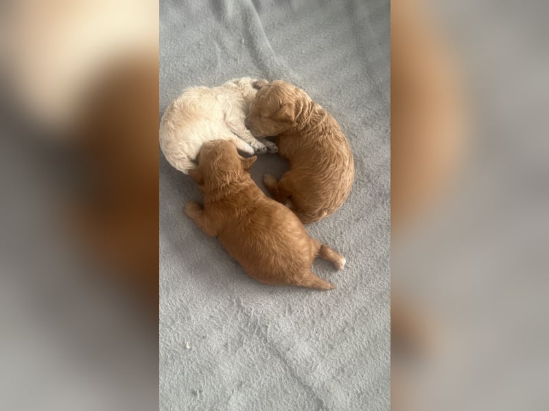 Toypudel Welpen 2 Weibchen