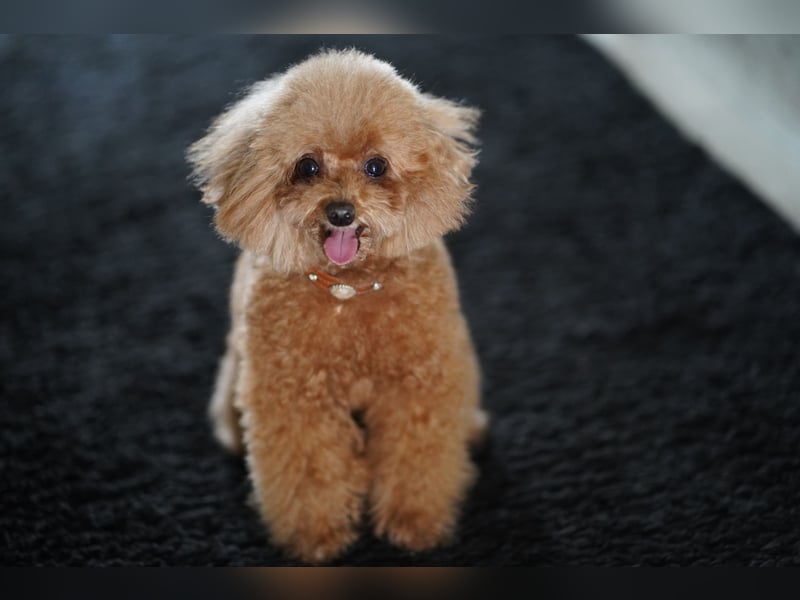 Charmante Toypudel Hündin (4 Jahre, Pudel) sucht liebevolles Zuhause