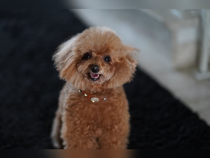 Charmante Toypudel Hündin (4 Jahre, Pudel) sucht liebevolles Zuhause