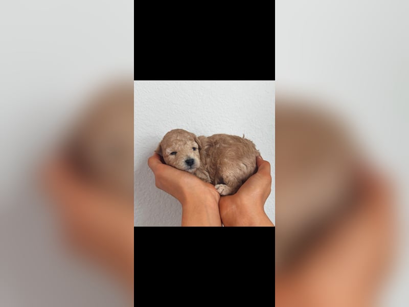 Toypudel babys