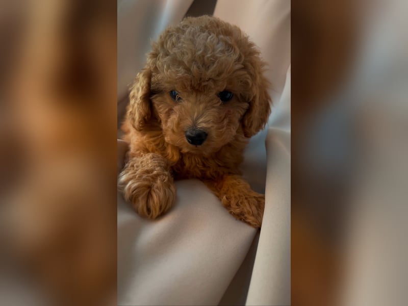 Toypudel Welpen in Rot Red Fawn