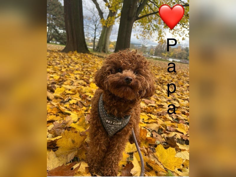 Toypudel Welpen in Rot Red Fawn