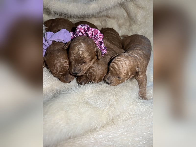 Toypudel Welpen in Rot Red Fawn